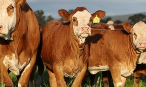 Ölkəmizə son illər iribuynuzlu heyvanlar HARADAN və NECƏ gətirilir? - “Dana monopoliyası” 