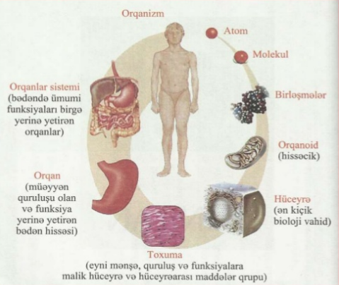 İnsan anatomiyasında 7 rəqəmi  İlin yeddinci gününə sözardı 