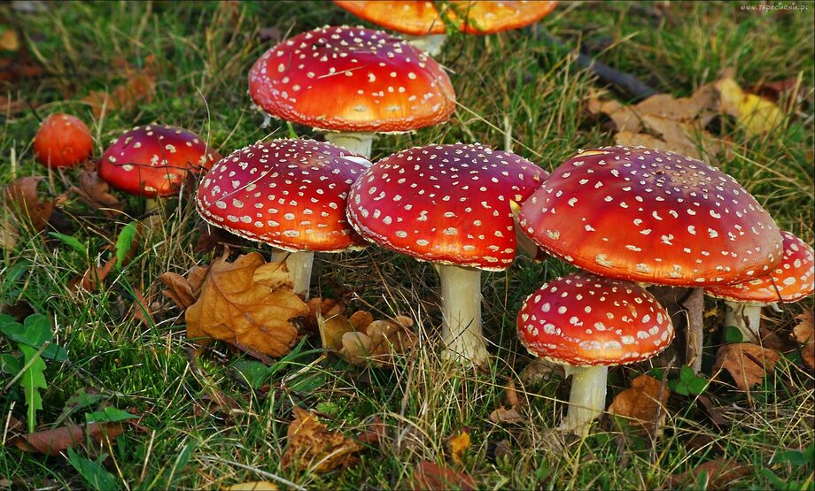 Zəhərli göbələkləri necə ayırd etmək olar?