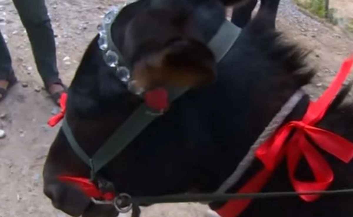 Pulunu kitaba deyil, eşşək minməyə xərcləyənlərin aqibəti minilmək olur 