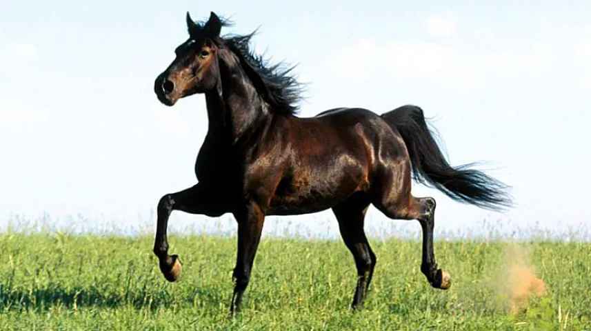 Azərbaycan atları hansı ölkələrə ixrac olunur? - Qiymətlər