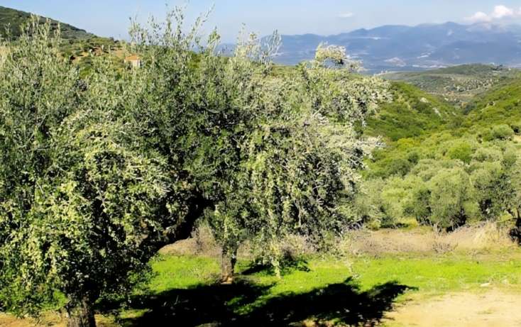 Bu meyvə yalnız 4 ölkədə yetişir - FOTO