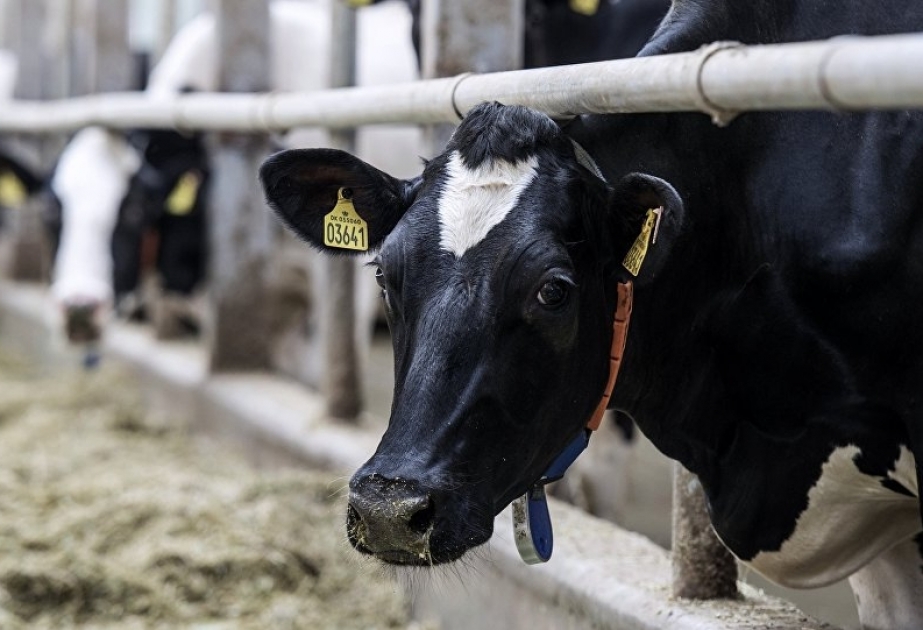 Subsidiyalar ayrılır, ancaq heyvanların sayı azalır... - Nazirlikdən REAKSİYA