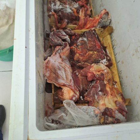 LEŞ ƏTİ MAFİYASI İŞ BAŞINDA: Atların da sayı ciddi şəkildə azalır... - İLGİNC