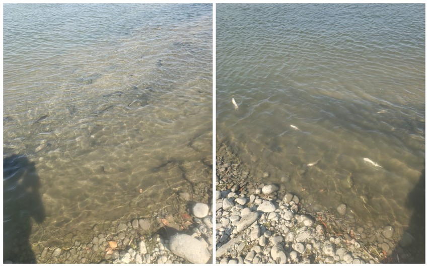 Kürdə balıqlar məhv oldu - Araşdırma APARILIR