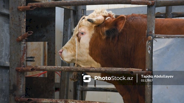 Cəlilabadda quduzluğa yoluxmuş inək insanlara hücum etdi - VİDEO