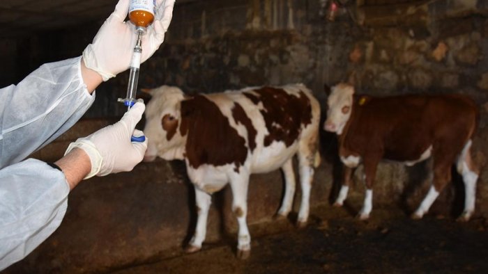 Paşa Yaqub: Azərbaycanda yayılmış dabaq xəstəliyini Efir enerjisi ilə müalicə etmək mümkündür