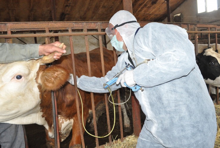 Dabaq təhlükəsi: tələf olmuş heyvanlar satışa çıxarılır