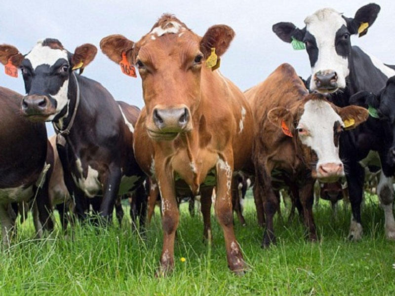 Azərbaycanda dabaq xəstəliyi necə yayılıb? - İnfeksionistdən AÇIQLAMA