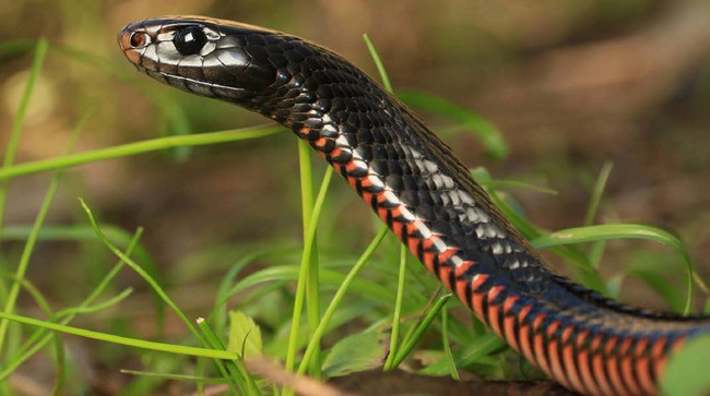 Zəhəri sormadan öncə doğru müdaxiləni öyrənin: İlan sancan şəxsə ilkin müdaxilə necə edilməlidir?