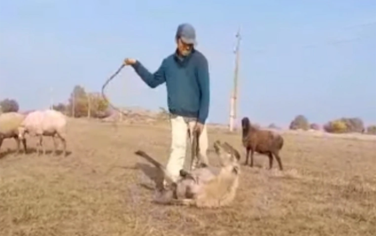 Samuxda heyvanı qamçı ilə döyən çoban məsuliyyətə cəlb edildi