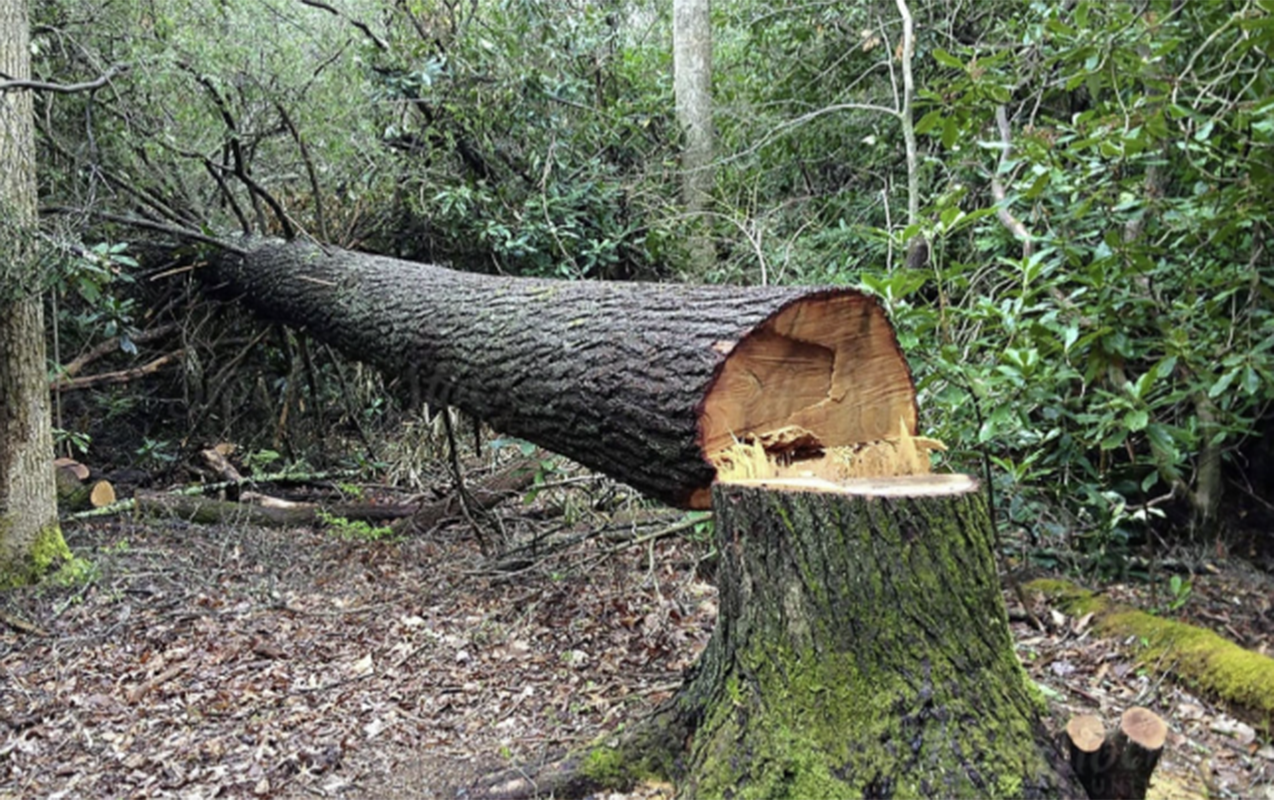 Yaşıllıqlara 40 min manata yaxın ziyan vuruldu