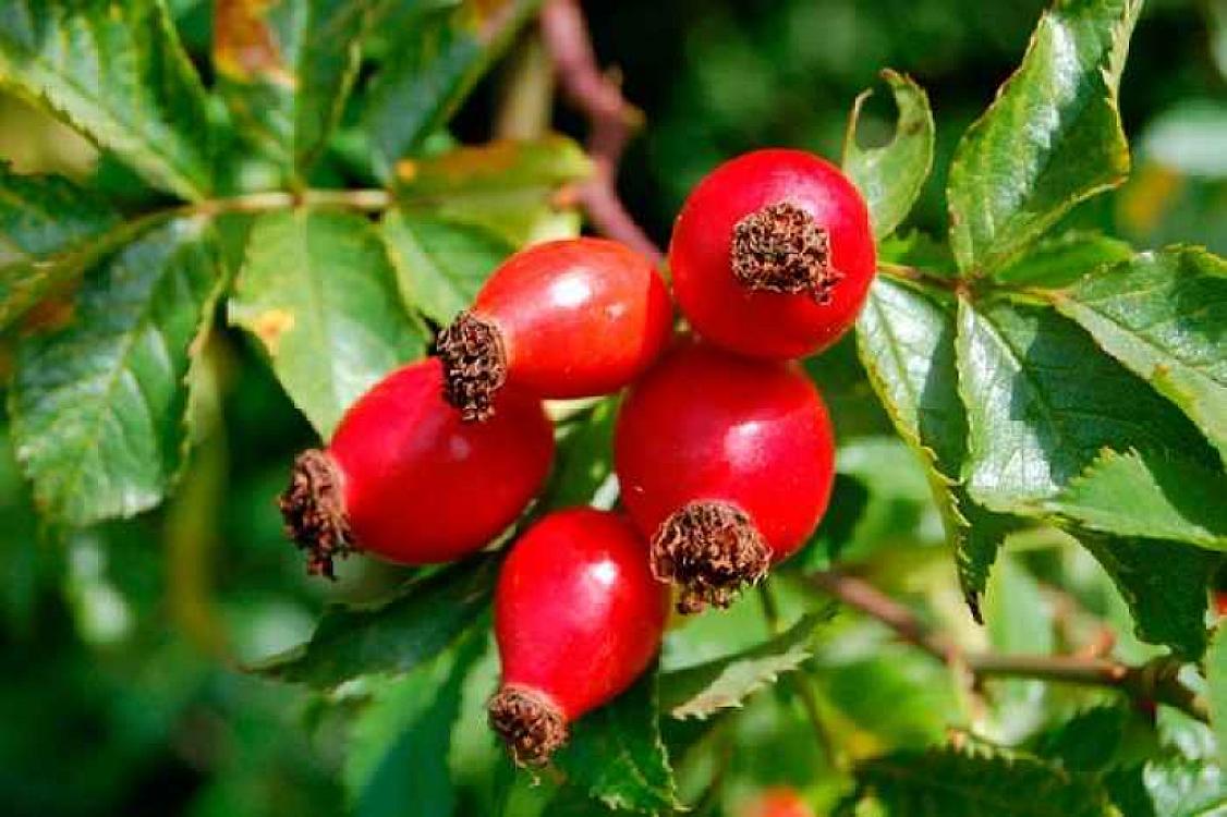 İtburnu bu xəstəlik üçün faydalı imiş