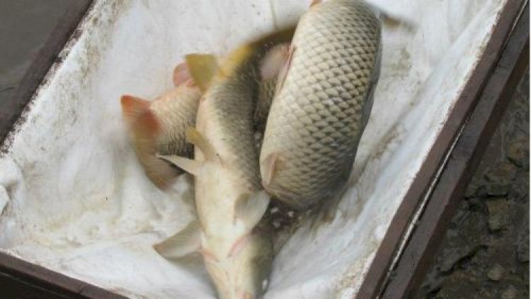 Balıqların sayı azaldı: Xəzərdə balıq böhranı