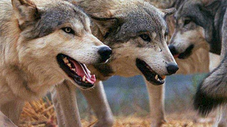 Şəkidə canavarın hücumuna məruz qalan iki nəfərin vəziyyəti ağırdır