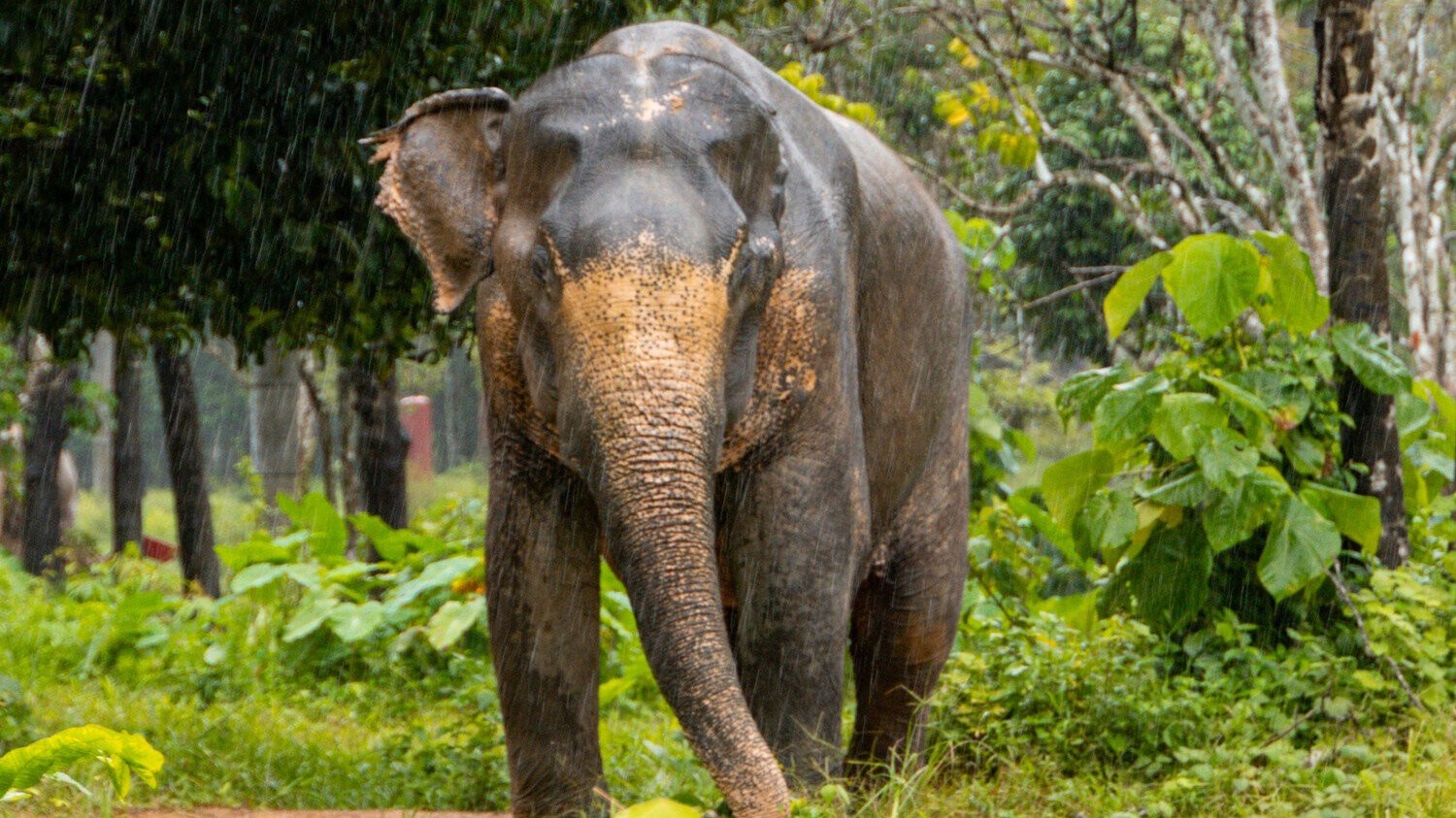 Deputat ad gününə bir gün qalmış faciəli şəkildə öldü