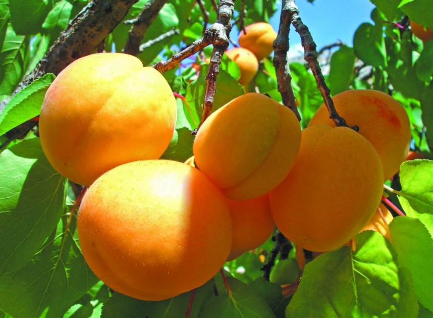 Naxçıvandan Bakıya ərik gətirilməsinə icazə verilmədi, SAKİNLƏR YÜZMİNLƏRLƏ MANAT ZƏRƏRƏ DÜŞDÜ - 