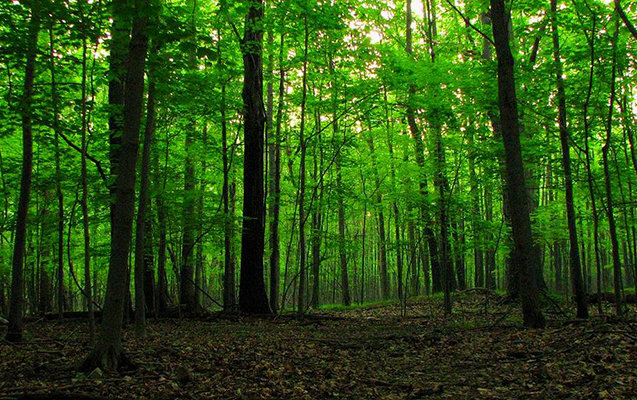 Qusarda meşəbəyi həbs edildi - Rüşvətdə ittiham olunur