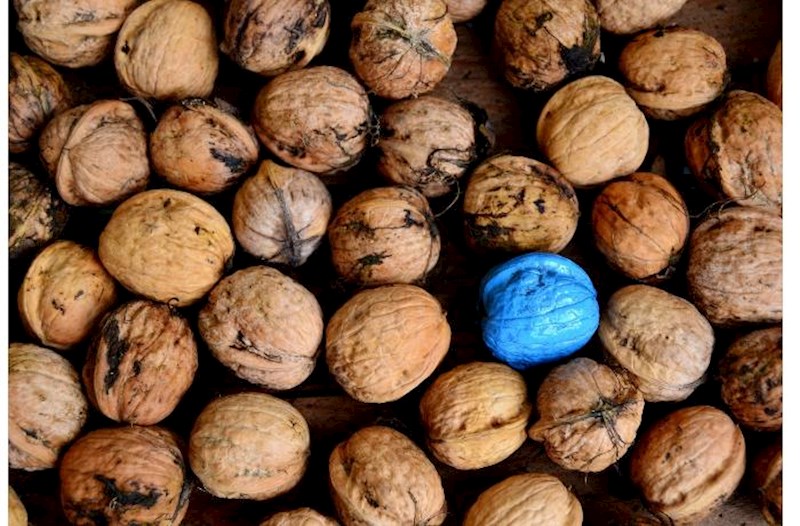 Oktyabrda “təzə qoz” olmaz – Suda saxlanan qoz sağlamlıq üçün təhlükə yaradır