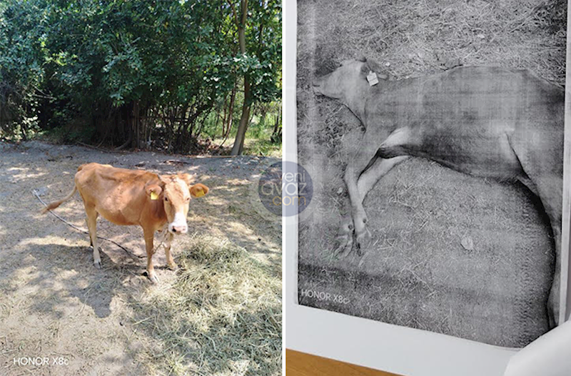 “Məşğulluqdan verilən inək 1 ay sonra öldü, yenisini vermədilər” – Açıqlama