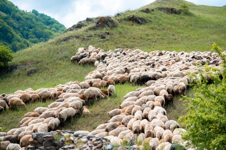 Kəlbəcər yaylaqlarına giriş niyə qadağan edilib? - HƏRBÇİLƏRDƏN NARAZILIQ VAR