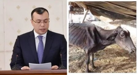 Göygöldən Sahil Babayevə daha bir fakt... - inəyin biri öldü, biri isə...